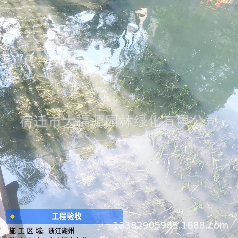 人工生態(tài)河床 種植毯 植草墊 沉水植物草墊 水下森林工廠直供