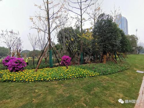 修復(fù)面積約3000㎡ 贛州南河大橋側(cè)綠化項目完工