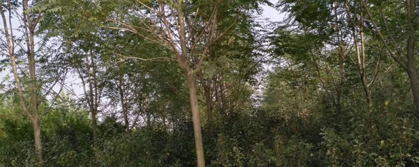 園林綠化工程施工需要資質嗎