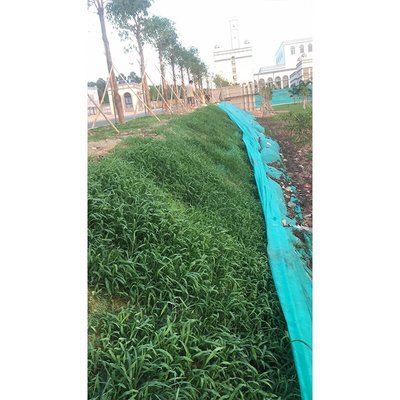 邊坡綠化施工 山坡復(fù)綠 護(hù)坡綠化生態(tài)修復(fù) 正和園林工程