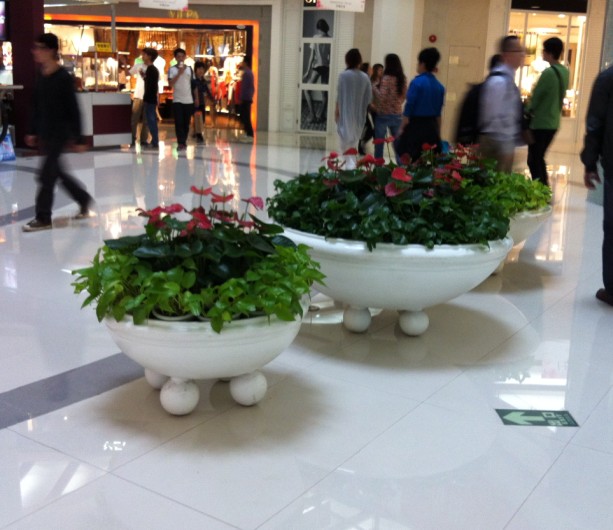 中山市民眾鎮(zhèn)常春花卉中心