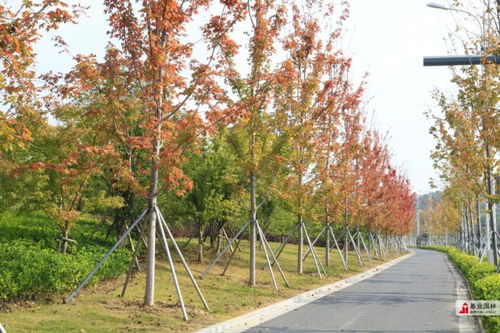 2019年蘇州市園林綠化示范工程丨有軌電車1號(hào)線延伸線景觀綠化工程七標(biāo)段