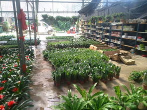 一站式園林綠化與體育設(shè)施服務(wù) 苗圃開(kāi)業(yè)花籃、養(yǎng)護(hù)與工程施工