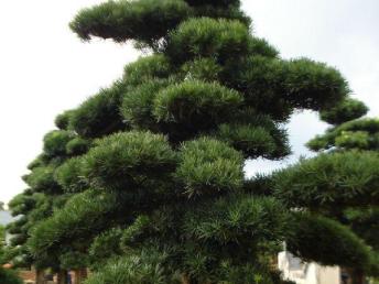 圖園林綠化 打造理想庭院景觀的設(shè)計(jì)、施工與養(yǎng)護(hù)