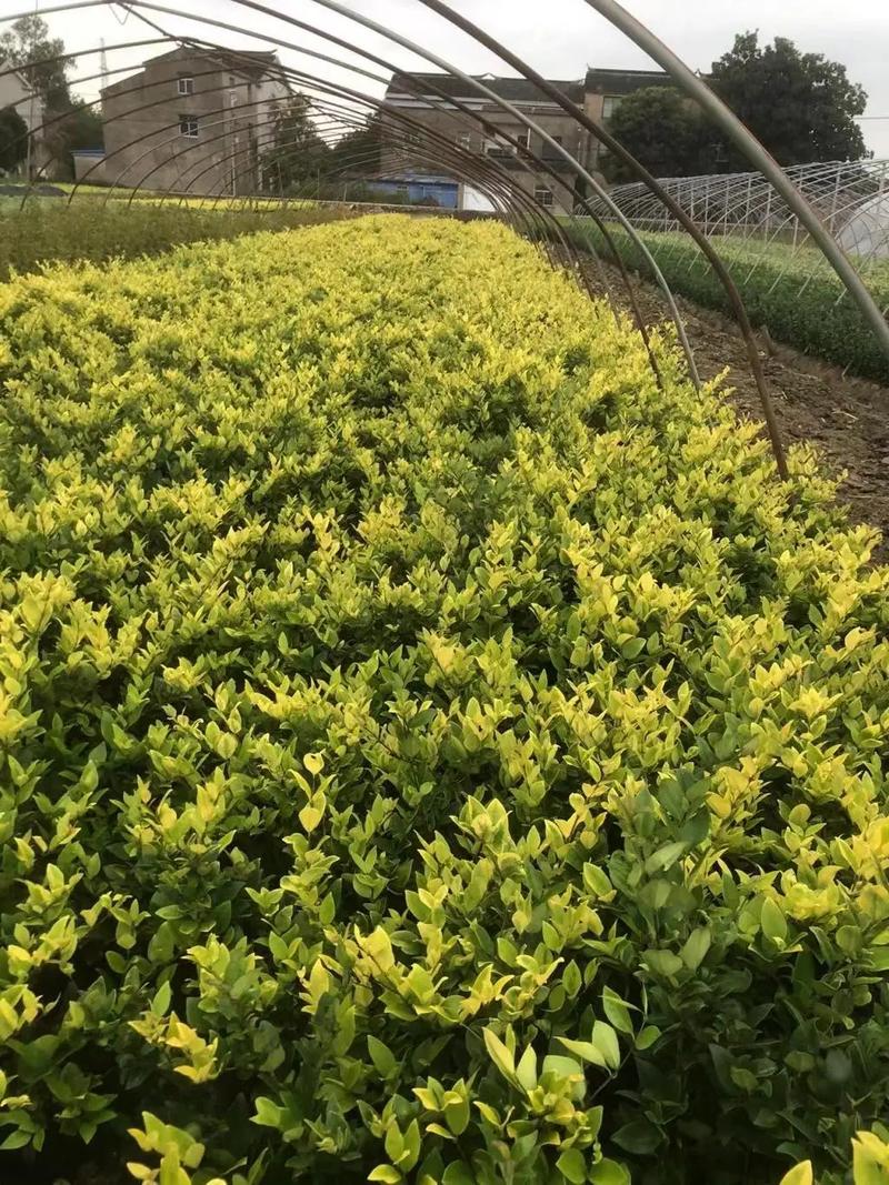 園林綠化工程苗木人 連接供需，筑造綠色與活力的空間